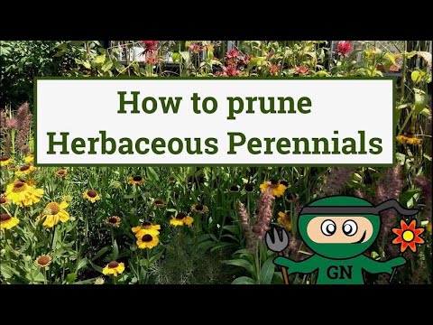 How & when to prune herbaceous perennial plants Video