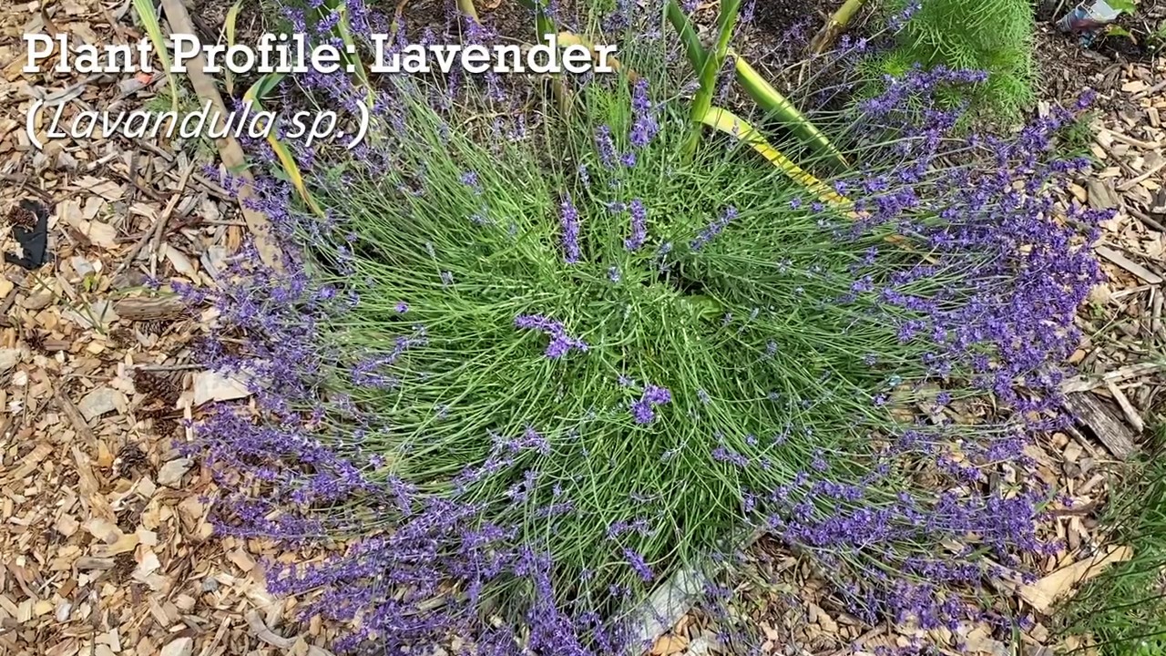 Plant Profile: Lavender