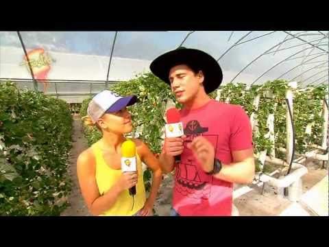 Ricardoes Tomatoes and Strawberries Farm