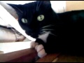 Tuxie The Cat From Hell