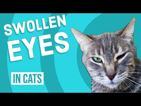 Swollen Eyes in Cat