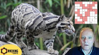 There's a New Cat in Town