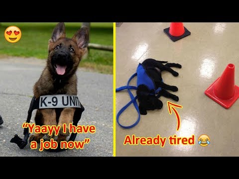 Puppies On Their First Days Of Work That Will Make Your Day Video