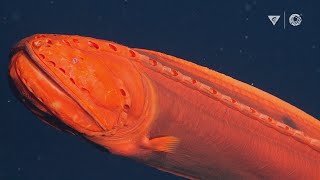 Explore the midnight zone with deep-sea biologist Bruce Robison