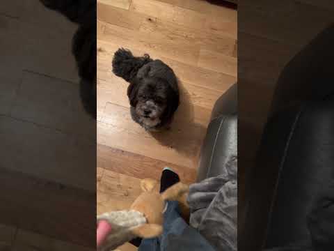 Charlie Getting Stuff