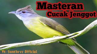 Download lagu [MASTERAN CUCAK JENGGOT JEDA 1 MENIT] #Cucak jenggot mp3
