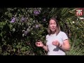 How To Prune Clematis Plants