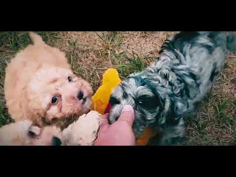 Cavapoo Welpe kaufen