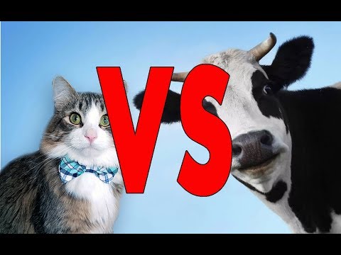 What's Worth More - Cat or Cow? Cats in Slavic History.