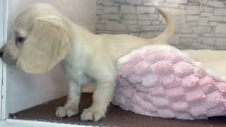 ミニチュアダックスの動画01