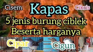 Download lagu 5 jenis burung ciblek yang paling dicari para kicaumania mp3