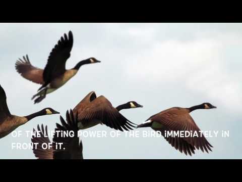 The Wisdom of Wildlife -  Lessons from Geese