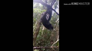 Download lagu suara pikat khusus burung srigunting yang bandel mp3 Download lagu suara pikat khusus burung srigunting yang bandel mp3