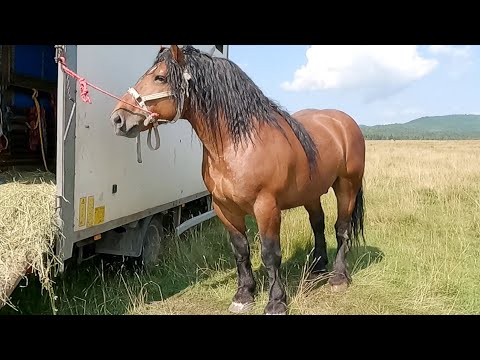 Caii lui dl.Zoli de la Satu Mare 2021