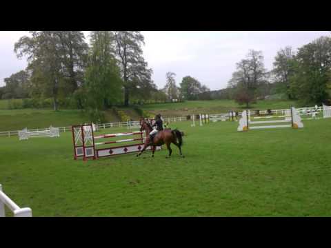 Bayjing,  foxhunter at Bicton