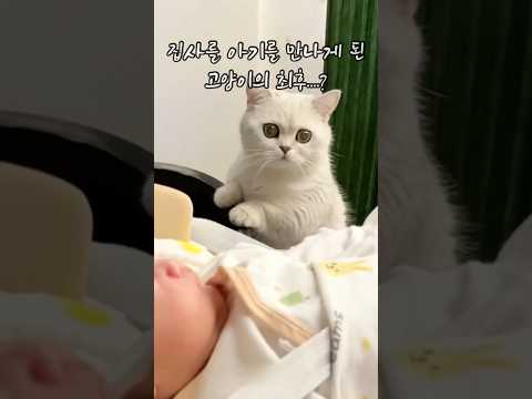 집사의 아기를 만나게 된 고양이의 최후