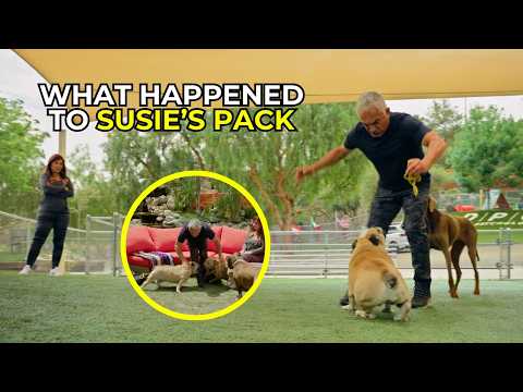 The Hardest Goodbye Became a New Beginning | Better Human Better Dog | S03E02