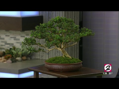 , title : 'How to properly care for your Bonsai tree | HOUSTON LIFE | KPRC 2'