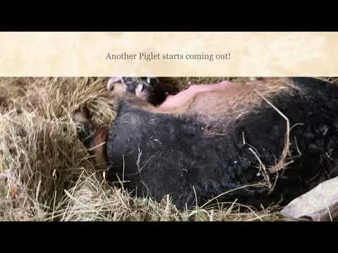 , title : 'Pig Giving Birth to Piglets Mangalica Mangalitsa Sow AKA Curly Haired Pigs Rare Footage How Raise'