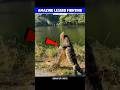 Amazing Monitor Lizard Fighting