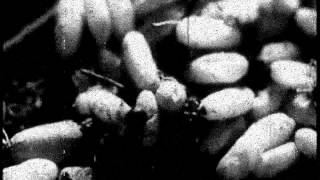 Steve Taylor - Baby Doe (720)