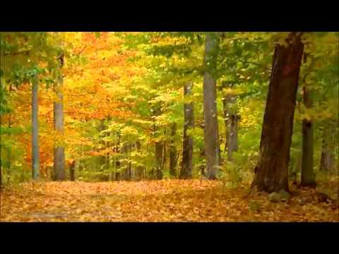 Constantin Draghici-A cazut o frunza-n calea ta