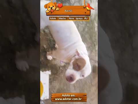 Vídeo de Xamã