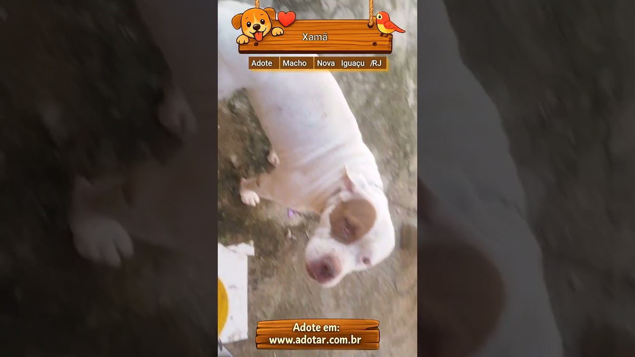 Cachorro raça Pit-Bull idade 3 anos nome Xamã
