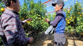 제주도 한라봉 색내기 비료량 엽면시비