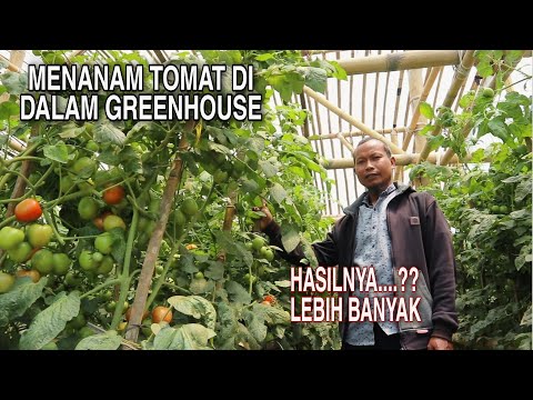 , title : 'Tanaman tomat berbuah lebat dalam greenhouse'
