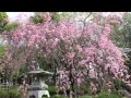 Rin' - Sakura Sakura (instrumental) 