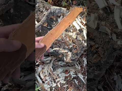 Carving a spoon from bark! Aka the spadel