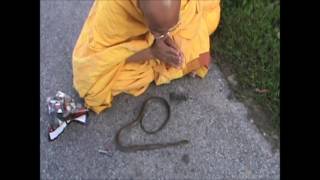Buddhist Monk helps snake pass over to the Afterlife | Namo Amitabha