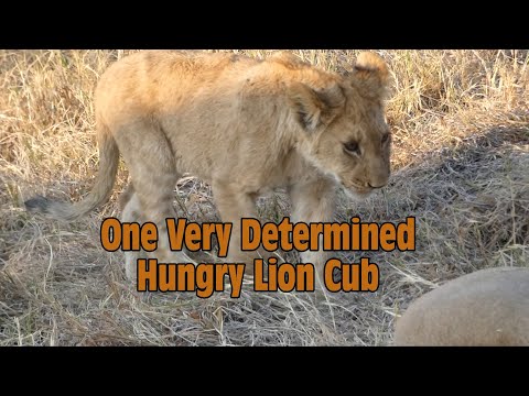 ONE VERY DETERMINED HUNGRY LION CUB! Watch to the end!