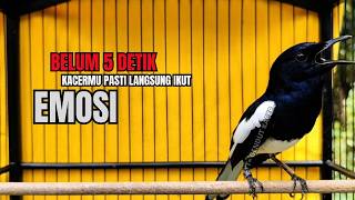 Download lagu PANCINGAN KACER TERBAIK bikin Semua Jenis Kacer LANGSUNG KONSLET, Terapi Kacer Agar GACOR NGEPLONG mp3