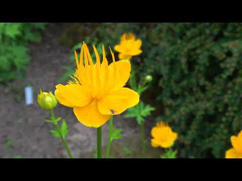 The Botanical garden, Gothenburg, Sweden. June 2018