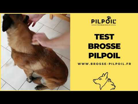 Vidéo client chien poils courts 2