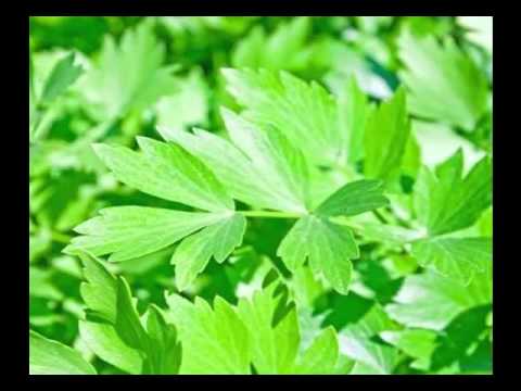 Pagkawala timbang sa pamamagitan Tomatoes asin Mga recipe para sa steamers na may mga larawan slimming