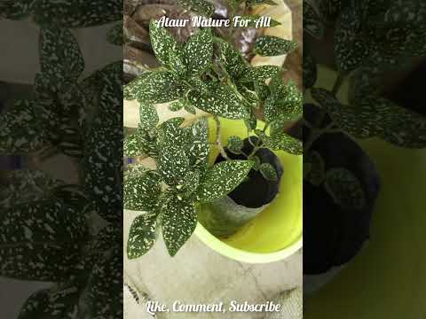 the Beautiful flower #shorts