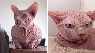 Extremely Wrinkly Sphynx Cat