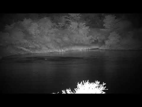 Djuma: Four Hippos arrive together from Twin Dams Road - 00:42 - 03/29/2023