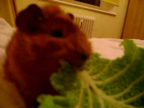 my guineapigs making me laugh