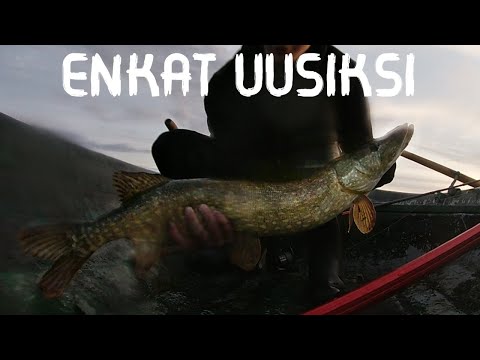 KESÄILLAN HAUENKALASTUSTA - ENKAT PAUKKUU!