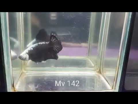(MV-142)Black Samurai Plakat Male Betta