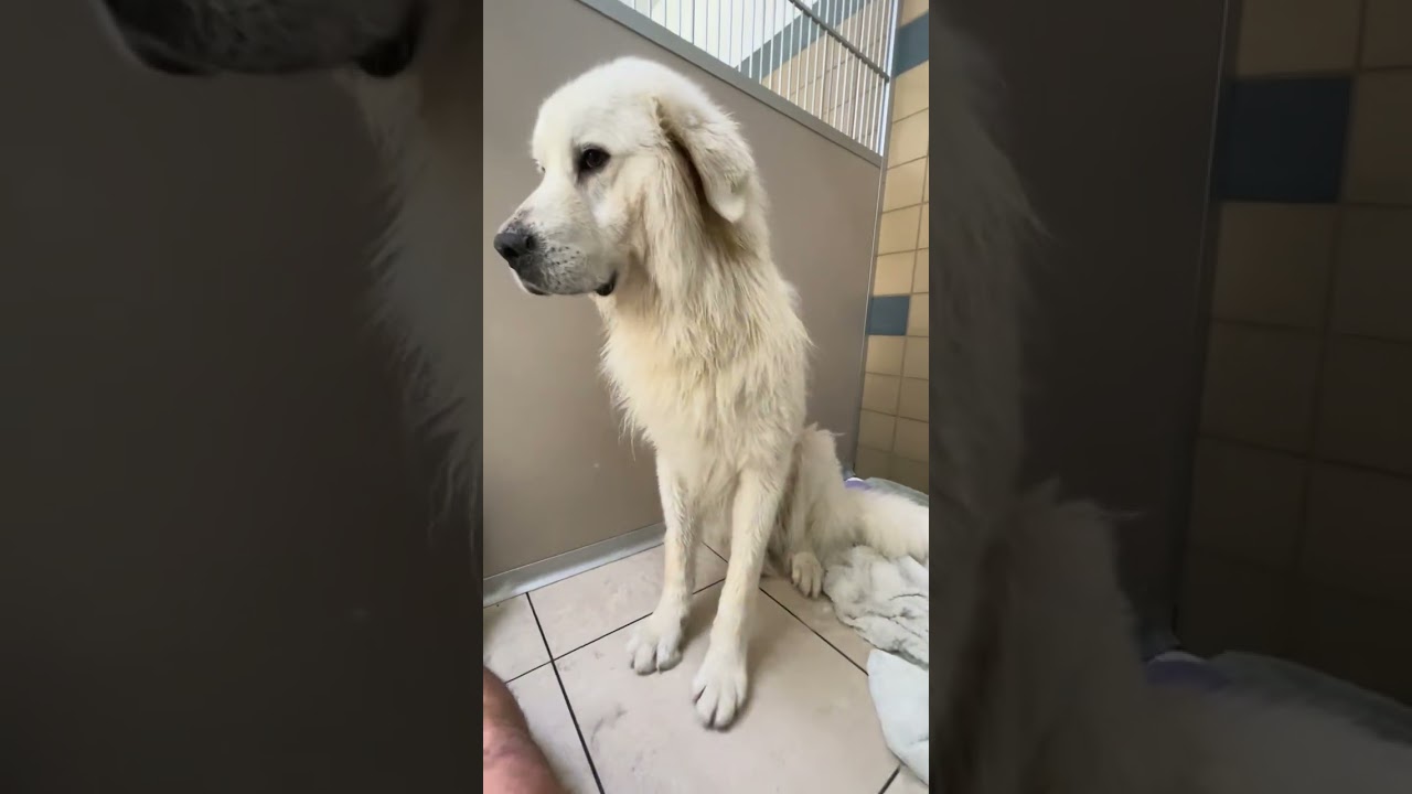 Enlarge Bubba, a ADOPTABLE Great Pyrenees in Los Angeles, CA video 2/6