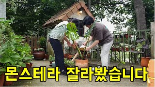 몬스테라 가지 잘라서 심는 방법