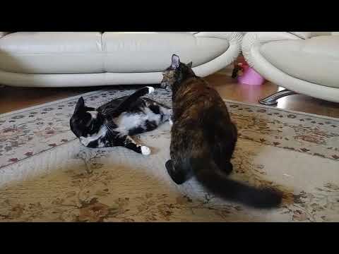 Wrestling match zarina vs Nikita