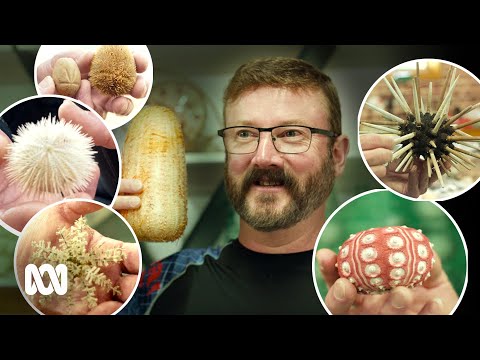 Hobbledick - Sea Urchin - Misc Originals
