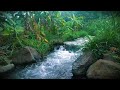 Nature Sounds Help Relax Forest Sounds Sound Of Running Water Birds Singing In Cool Green Forest
