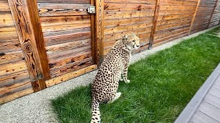 Герда теперь садится  у двери и просится в новый вольер!